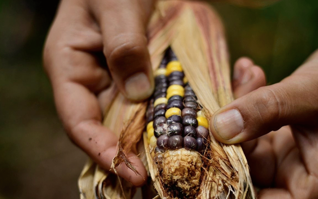 Por Que o Bem Viver e os Saberes Ancestrais São Cruciais AGORA?